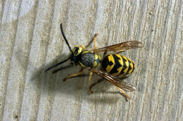 A close-up of a yellow and black-striped wasp on a wooden table.