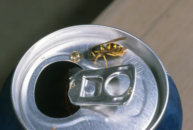 A small yellow and black-striped wasp on the top of a can of soda.
