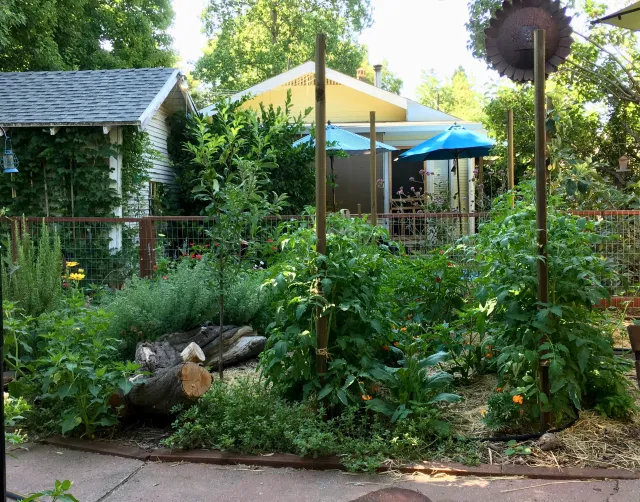 Companion planting, as seen here with tomatoes, basil and marigolds, is the topic of a workshop on Sept. 20. Joyce Hill