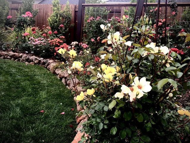 Learn all about caaring for roses in the Master Gardeners workshop on Sept. 16. Jan Burnham