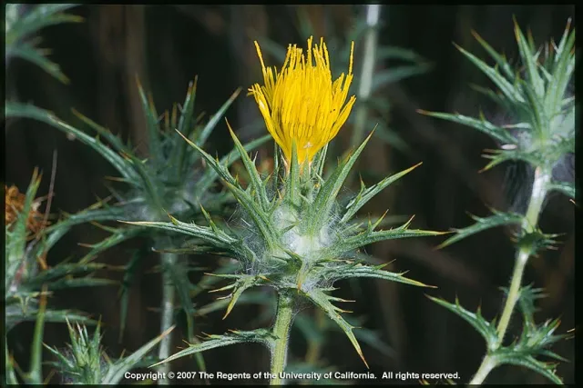 Distaff thistle flower head