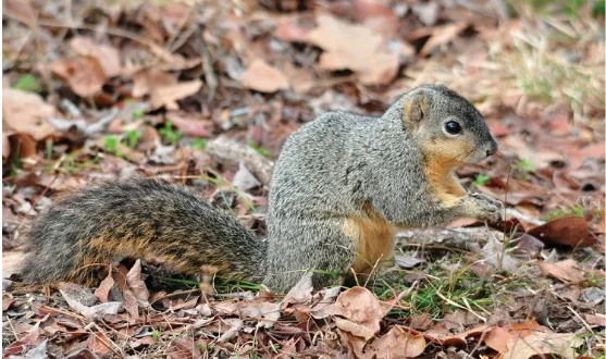 Photo of a eastern fox squirrel.