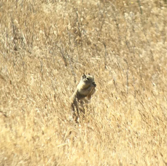 Ground squirrel in grass. Photo by Devii Rao.