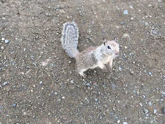 Ground squirrel. Photo by Devii Rao.