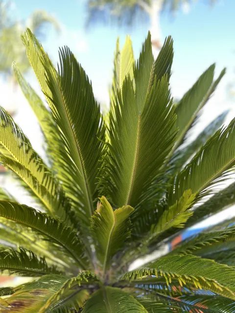 sago palm