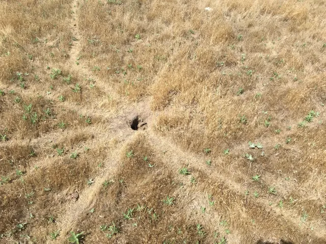 Several trails leading to ground squirrel burrow. Photo by Devii Rao.