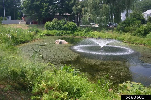 A large pond with a small fountain near the center, light green plants lining the edge, and dense mats of dark green plants across the surface of the water.