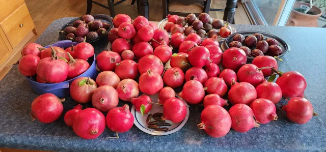 poms and passion fruit