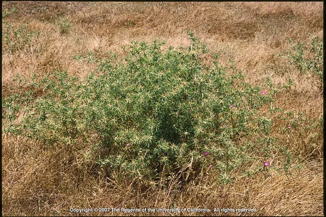 Purple starthistle plant