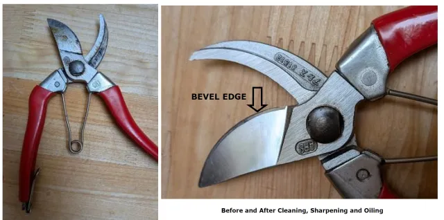Before and after cleaning your pruners