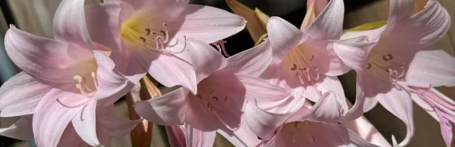 Amaryllis belladonna (Naked Ladies)