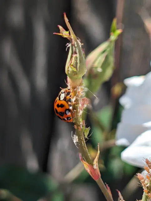 A beetle with red and black spots eats small green insects on the stem of a plant.