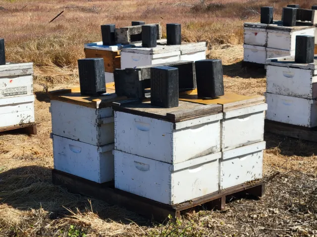 Bee boxes. J. Alosi
