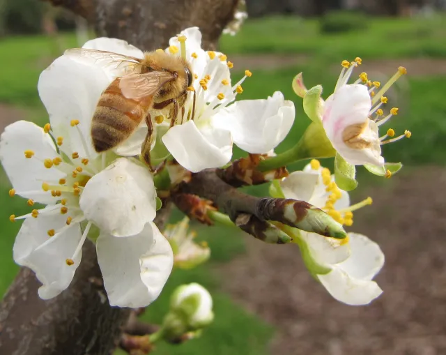 Honey bee pollinating a prune blossom. J. Alosi