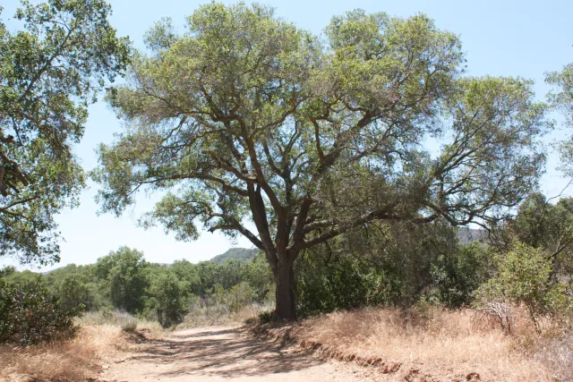 Large native California coast live oak, with path to the left. 