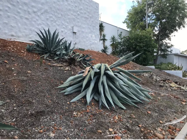 A large, spiny green plant that has flopped over because of weevil damage.