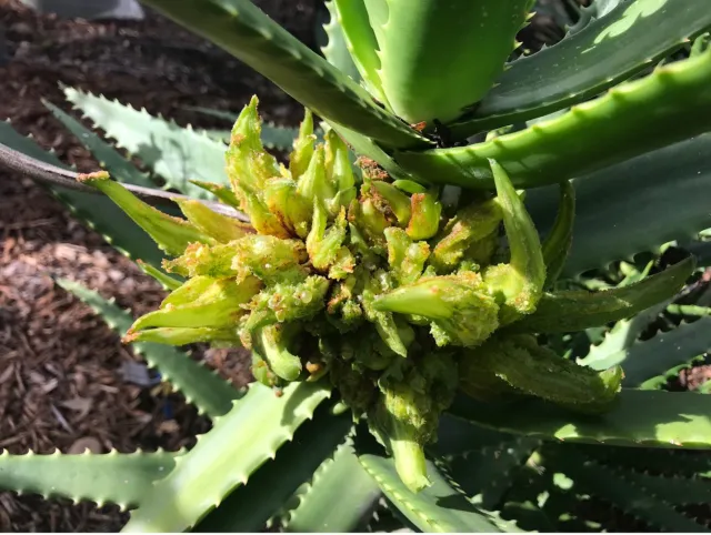 Stunted, distorted leaves on a green succulent plant with long, serrated leaves.