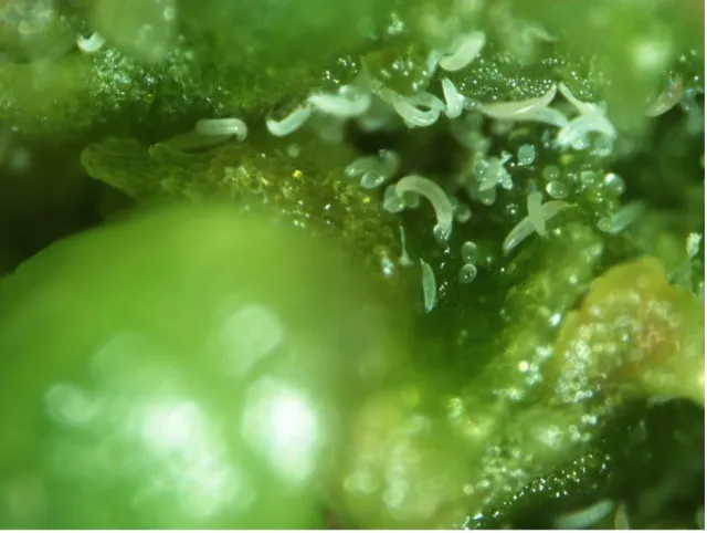 A close-up of tiny, white worm-like grubs inside of a green succulent plant.