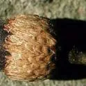 California-Black-Oak-acorn-inset-2