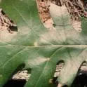 California-Black-Oak-foliage-inset-3