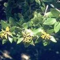 Canyon-Live-Oak-foliage-inset-2