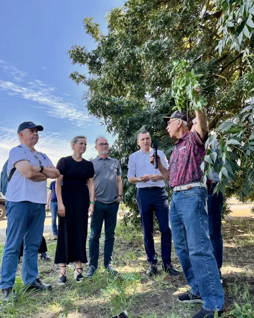 Themis Michailides gestures toward the "father" pistachio tree as Catalan visitors listen