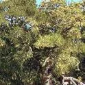 Coast-Live-Oak-inset-1