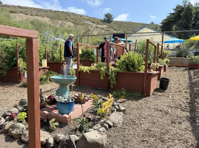 People walk among raised beds of plants