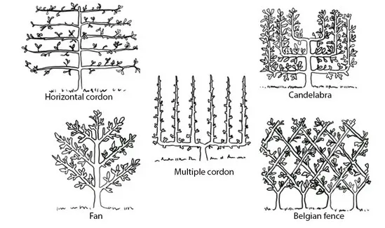 Photo of an illustration showing various espalier styles.