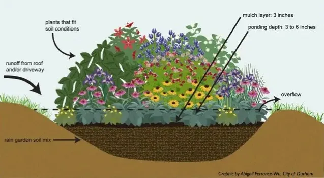Illustration of the layers involved in building a rain garden.