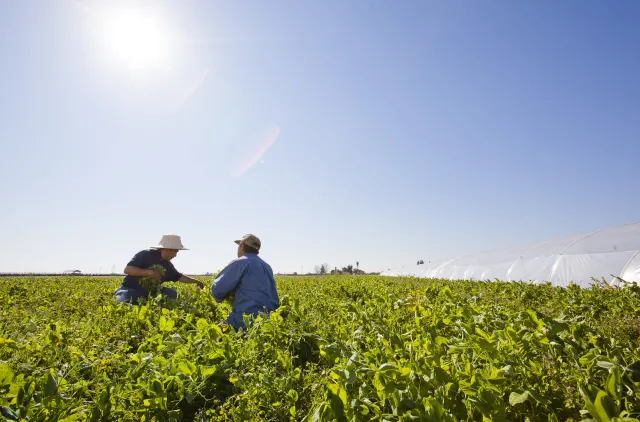 UC Cooperative Extension staff assists a farmer as they crouch in a field of crops