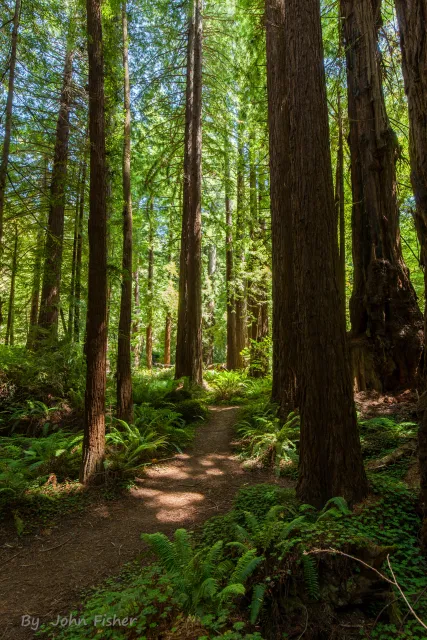 Multiple redwood trees with path among them, in sunbeams and shade