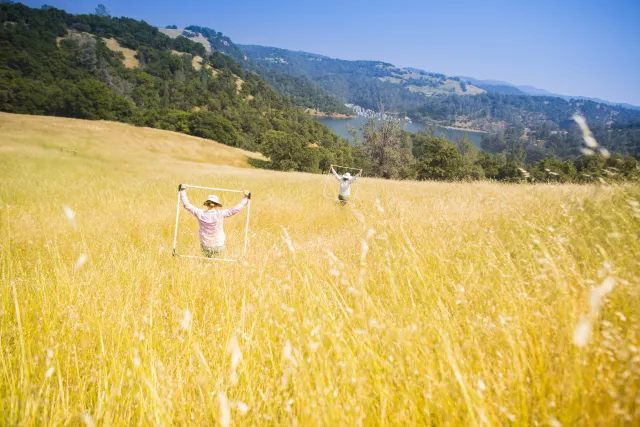 SFREC Researchers walking through tall grass on a sunny day with research equipment.