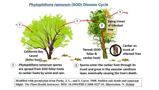 SOD cycle