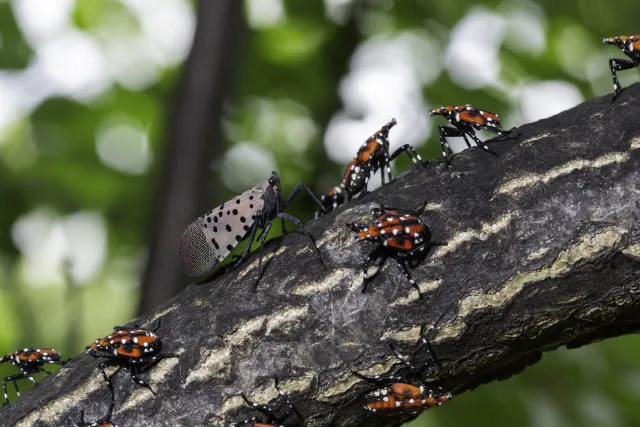 Spotted lantern flies