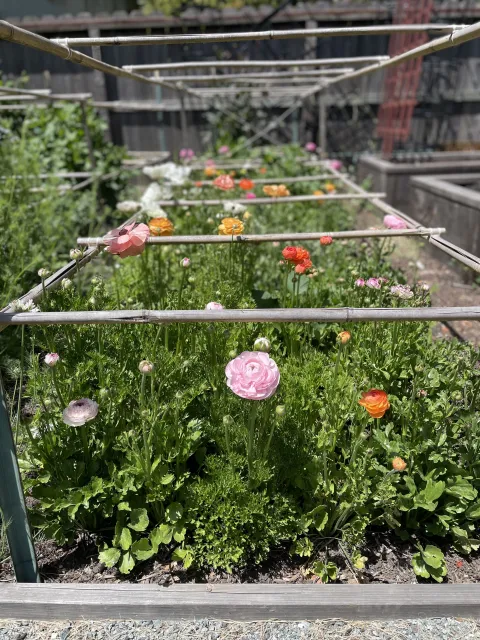 in-ground flower bed of ranunculus and anemones