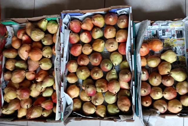Ripening pears in cardboard flats