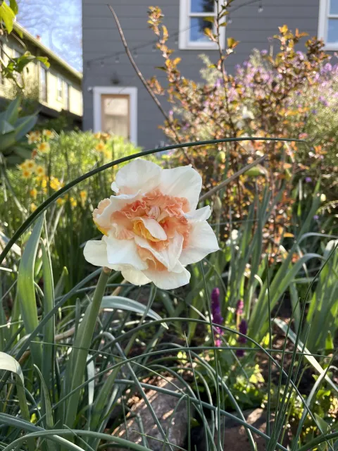 a close up of a flowering daffodil "Replete"