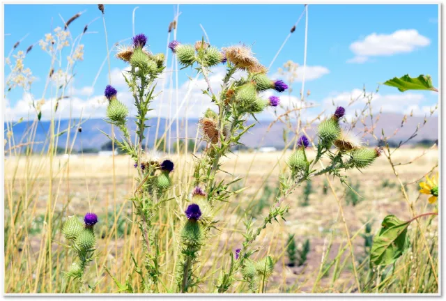 Image of Bull thistle in the Honey lake Valley, observe the onion/bulb shaped seed heads