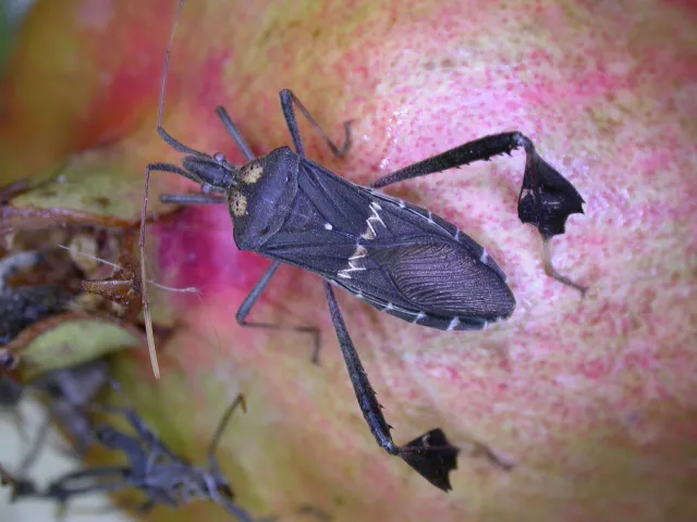 A large grey bug with white markings and long legs with leaflike projections on a pomegranate fruit.