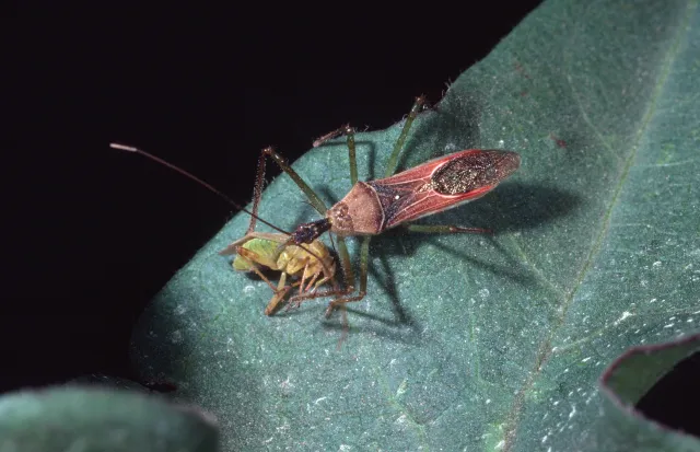 A medium-sized black and red insect with a needlelike mouth attacking a small green insect.