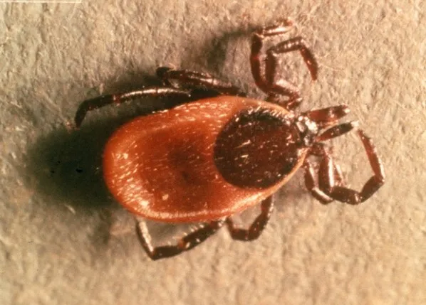 Blacklegged tick adult