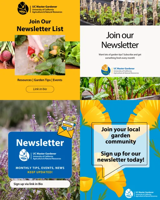 examples of newsletter promotion social media graphics