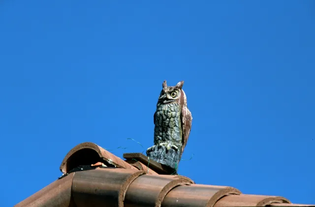 A plastic owl used to scare birds attached to the roof of a building.