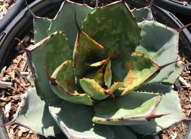 Agave mite feeding