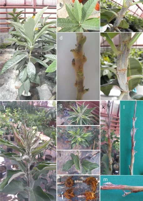 Boron toxicity trees.jpeg