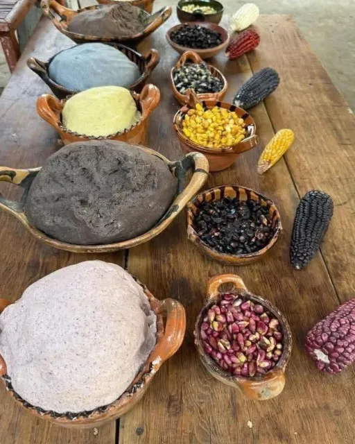 The different varies of corn being grown by Bayer Farm Gardeners