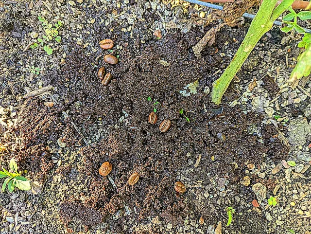 Coffee grounds on top of soil