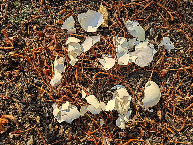Eggshells on ground