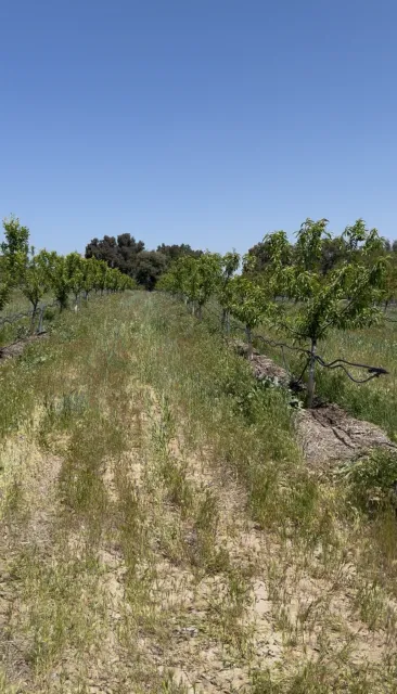 Stone fruit orchard part of soil health pilot